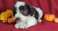 Wolfgang, a male Miniature Schnauzer for sale in Fairhope, AL – Photo 1 of 8