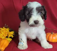 Wolfgang, a male Miniature Schnauzer for sale in Fairhope, AL – Photo 2 of 8