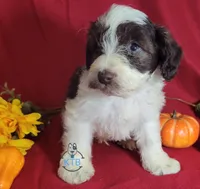 Wolfgang, a male Miniature Schnauzer for sale in Fairhope, AL – Photo 8 of 8