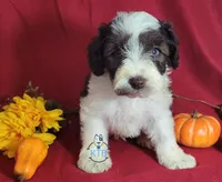 Wolfgang, a male Miniature Schnauzer for sale in Fairhope, AL – Photo 3 of 8