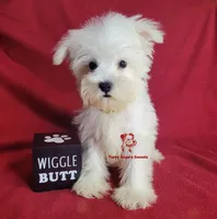 Dolly, a female Miniature Schnauzer for sale in Fairhope, AL – 9 of 9