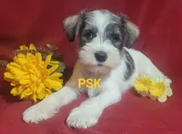 Montanta, a female Miniature Schnauzer for sale in Fairhope, AL – Photo 1 of 7