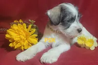 Montanta, a female Miniature Schnauzer for sale in Fairhope, AL – Photo 3 of 7