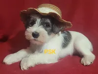 Montanta, a female Miniature Schnauzer for sale in Fairhope, AL – Photo 6 of 7