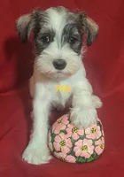 Montanta, a female Miniature Schnauzer for sale in Fairhope, AL – Photo 7 of 7