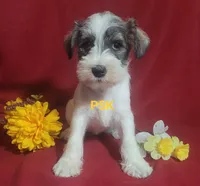 Montanta, a female Miniature Schnauzer for sale in Fairhope, AL – Photo 2 of 7
