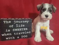 Montanta, a female Miniature Schnauzer for sale in Fairhope, AL – Photo 5 of 7