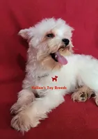 Dolly, a female Miniature Schnauzer for sale in Fairhope, AL – 4 of 8