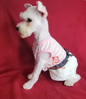 Dolly, a female Miniature Schnauzer for sale in Fairhope, AL – 3 of 9