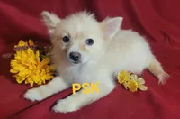 Sandy, a female Pomeranian for sale in Fairhope, AL – Photo 2 of 8