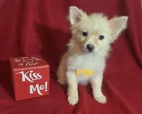 Sandy, a female Pomeranian for sale in Fairhope, AL – Photo 5 of 8