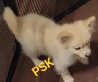 Sandy, a female Pomeranian for sale in Fairhope, AL – Photo 4 of 8