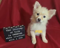 Sandy, a female Pomeranian for sale in Fairhope, AL – Photo 1 of 8