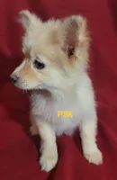 Sandy, a female Pomeranian for sale in Fairhope, AL – Photo 7 of 8