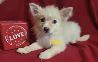 Sandy, a female Pomeranian for sale in Fairhope, AL – Photo 3 of 8