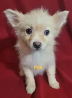 Sandy, a female Pomeranian for sale in Fairhope, AL – Photo 8 of 8