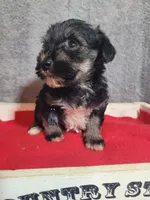 Cuddy, a female Miniature Schnauzer for sale in Fairhope, AL – Photo 8 of 8