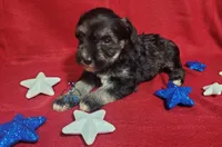 Cuddy, a female Miniature Schnauzer for sale in Fairhope, AL – Photo 3 of 8