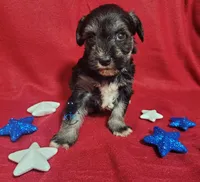 Cuddy, a female Miniature Schnauzer for sale in Fairhope, AL – Photo 5 of 8