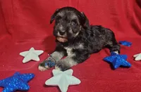 Cuddy, a female Miniature Schnauzer for sale in Fairhope, AL – Photo 6 of 8