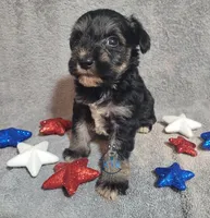 Cuddy, a female Miniature Schnauzer for sale in Fairhope, AL – Photo 4 of 8