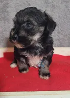 Cuddy, a female Miniature Schnauzer for sale in Fairhope, AL – Photo 2 of 8