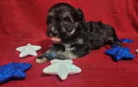 Cuddy, a female Miniature Schnauzer for sale in Fairhope, AL – Photo 1 of 8