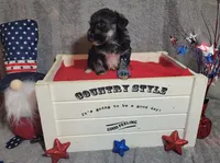 Cuddy, a female Miniature Schnauzer for sale in Fairhope, AL – Photo 7 of 8