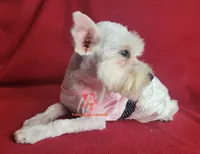 Dolly, a female Miniature Schnauzer for sale in Fairhope, AL – 6 of 9