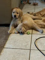 Sweet Pea, a female Golden Retriever for sale in Browns Mills, NJ – 2 of 6