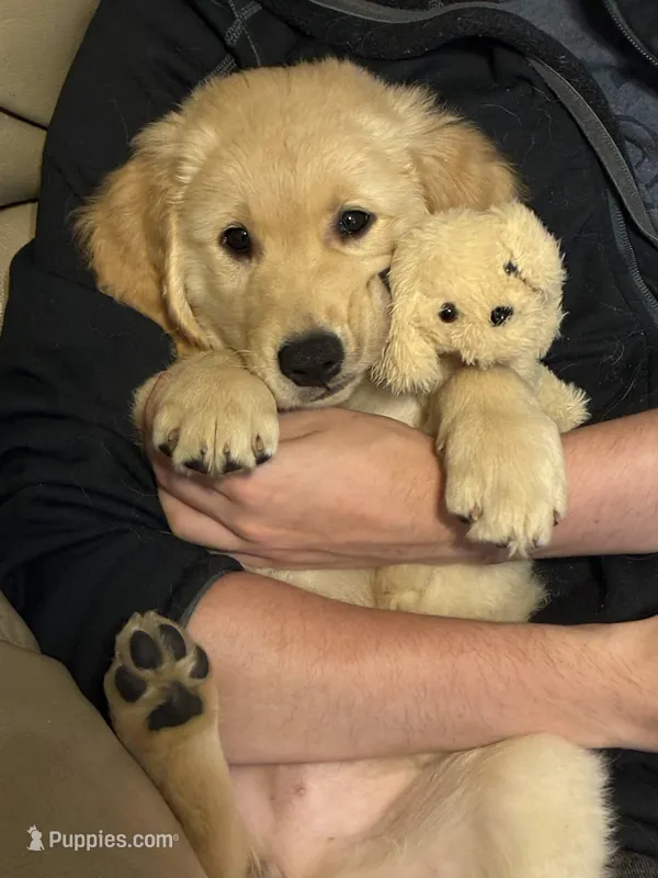 Sweet Pea – Golden Retriever puppy for sale in Browns Mills, NJ