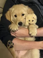 Sweet Pea, a female Golden Retriever for sale in Browns Mills, NJ – 1 of 6