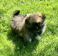 Bentley, a male Pekingese and Pomeranian for sale in Sherwood, MI – 6 of 6