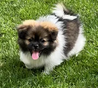 Benji, a male Pekingese and Pomeranian for sale in Sherwood, MI – 2 of 5