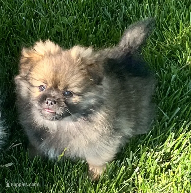 Bentley – Pekingese, Pomeranian puppy for sale in Sherwood, MI