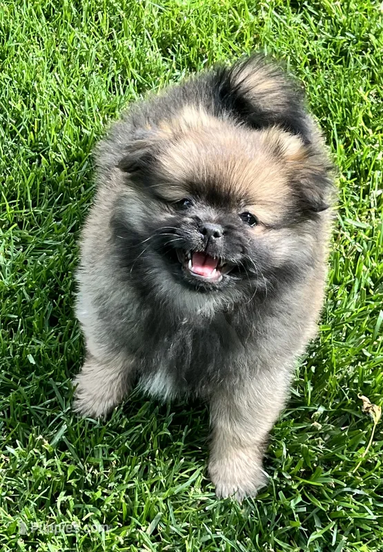 Bentley – Pekingese, Pomeranian puppy for sale in Sherwood, MI