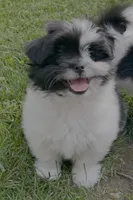 Tcup sparky, a male Pomeranian and Shih Tzu for sale in Sherwood, MI – 3 of 4