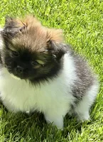 Barkley, a male Pekingese and Pomeranian for sale in Sherwood, MI – 4 of 6