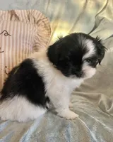 Bolt, a male Pomeranian and Shih Tzu for sale in Sherwood, MI – 3 of 5