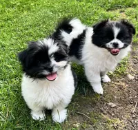 Tcup sparky, a male Pomeranian and Shih Tzu for sale in Sherwood, MI – 4 of 4