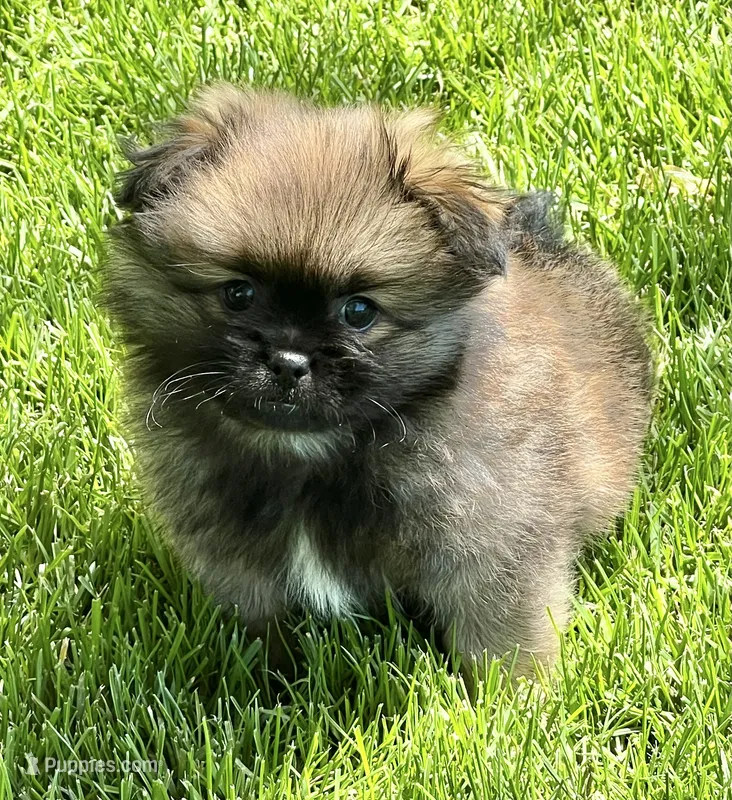 Bentley – Pekingese, Pomeranian puppy for sale in Sherwood, MI