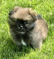 Bentley, a male Pekingese and Pomeranian for sale in Sherwood, MI – 1 of 6