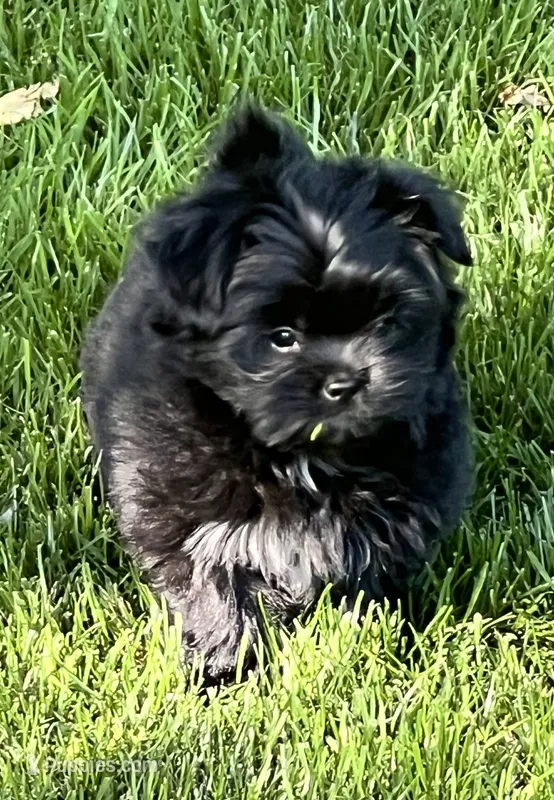 Mitzie – Pomeranian, Shih Tzu puppy for sale in Sherwood, MI