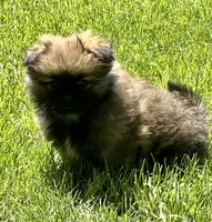 Bentley, a male Pekingese and Pomeranian for sale in Sherwood, MI – 4 of 6