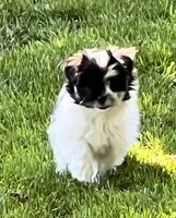 Tiny Bolt, a male Pomeranian and Shih Tzu for sale in Sherwood, MI – 3 of 4