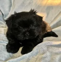 Mitzie, a female Pomeranian and Shih Tzu for sale in Sherwood, MI – 3 of 3