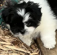 Tiny Bolt, a male Pomeranian and Shih Tzu for sale in Sherwood, MI – 4 of 4