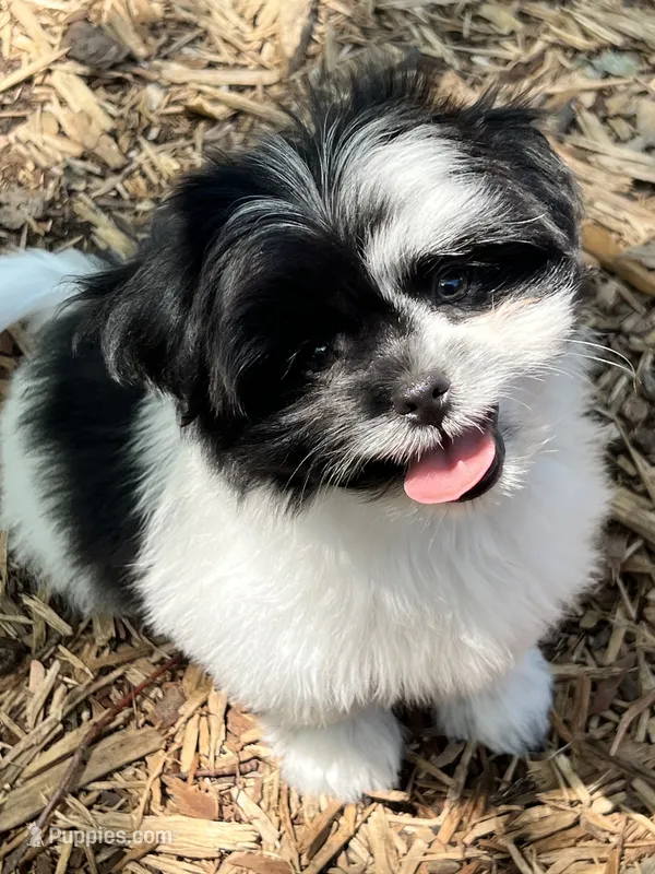 Bentley – Pomeranian, Shih Tzu puppy for sale in Sherwood, MI