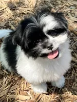 Bentley, a male Pomeranian and Shih Tzu for sale in Sherwood, MI – 2 of 7