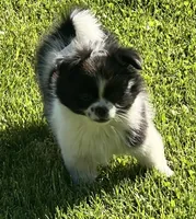 Tcup Milo, a male Pomeranian and Shih Tzu for sale in Sherwood, MI – 5 of 6